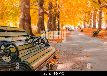 Autumn concept, benches on an avenue lined with trees in Green Park of London Stock Photo