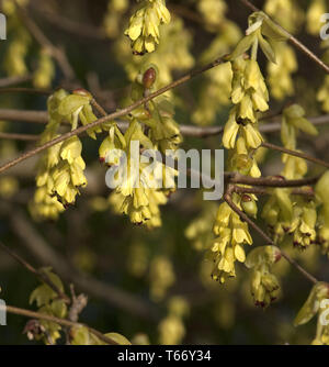 Corylopsis sinensis Stock Photo