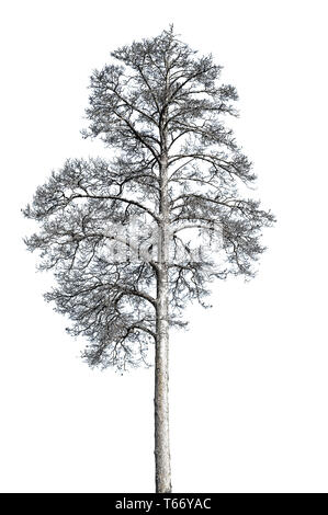 Dead alone dry death pine tree isolated on white background. Ecology concept Stock Photo