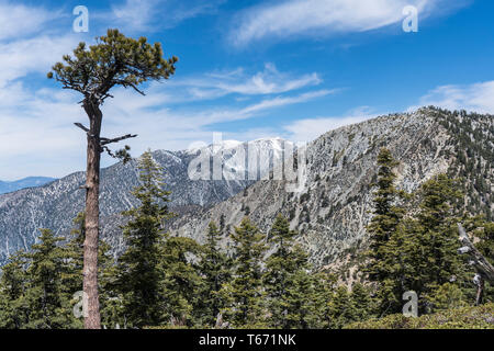View towards 10068 foot Mt Baldy.  The highest peak in San Gabriel Mountains and Angeles National Forest.  The summit is on border of Los Angeles and  Stock Photo