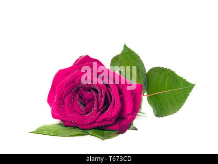 The fresh red pink rose with dew drops isolated on white background. Sutible for mothers Day, Valentines or birthday Stock Photo