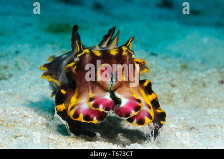 An extremely venomous Pfeffer's flamboyant cuttlefish (Metasepia pfefferi) is moving close to a sandy bottom, Panglao, Philippines Stock Photo