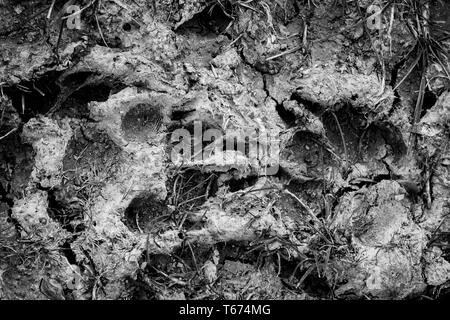 Black and white photo od paw prints in dry mud. Stock Photo