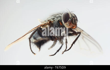 Musca Domestica Magnification Stock Photo