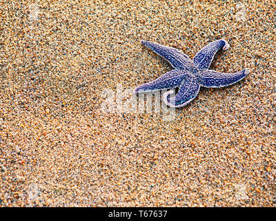 Starfish on sand as background, selective focus. C Stock Photo