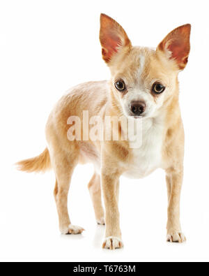 Beige chihuahua dog isolated on white background. Stock Photo