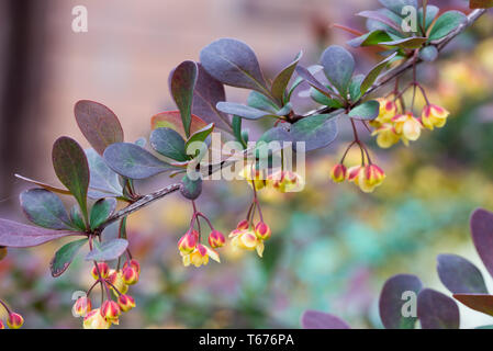 berberis, barberry yellow flowers on twig macro selective focus Stock Photo