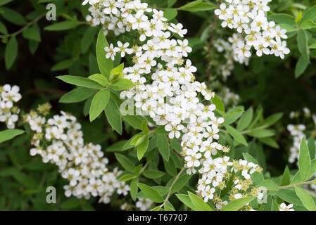 spirea shrub with white flowers on twig closeup Stock Photo