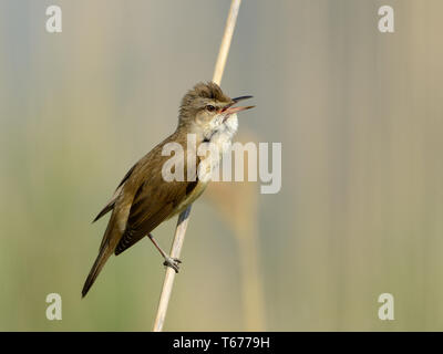 great reed warbler / reed-warbler, Acrocephalus arundinaceus Stock Photo