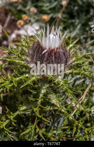 carlina acaulis flowering Stock Photo