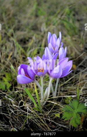 Autumn Crocus, Colchicum autumnale, Meadow Saffron Stock Photo