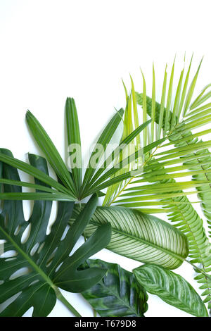 Collection of various kinds of leaves Stock Photo