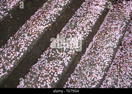 cherry blossoms on steps in Matsuyama Japan Stock Photo