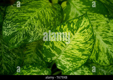 Beautiful green leaves of Dieffenbachia Amoena Stock Photo