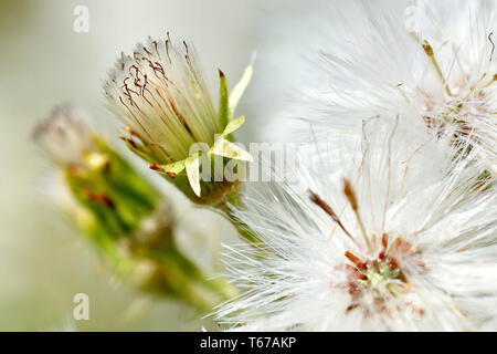 White Butterbur (petasites alba), close up of the feathery seed head, focusing on a single unopened floret. Stock Photo