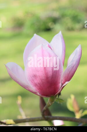 Magnolia 'Todd Gresham'. A Gresham hybrid magnolia in flower - spring, UK Stock Photo