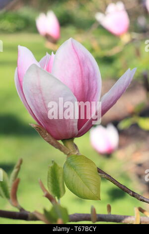 Magnolia 'Todd Gresham'. A Gresham hybrid magnolia in flower - spring, UK Stock Photo