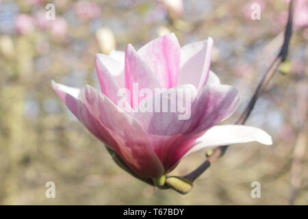 Large dark pink blossoms of Magnolia 'Darrell Dean' Stock Photo