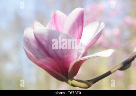 Large dark pink blossoms of Magnolia 'Darrell Dean' Stock Photo