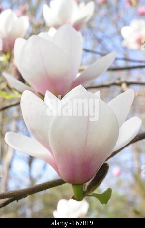 Magnolia 'Milky Way' magnolia blossoms.  Pink flushed blooms of Magnolia Milky way in spring, UK. AGM Stock Photo