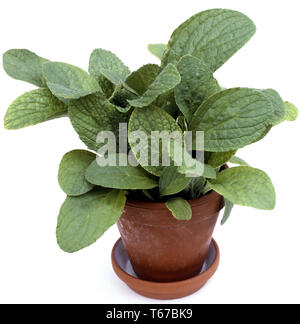 borage, star flower, bee bread [Borago officinalis / Echium amoenum] Stock Photo
