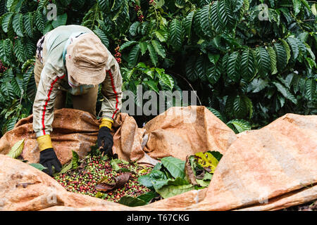 Coffee workers on a plantation in the central highlands of Vietnam near Dalat taking foliage out of sack of beans.Coffee is one of the provinces most Stock Photo