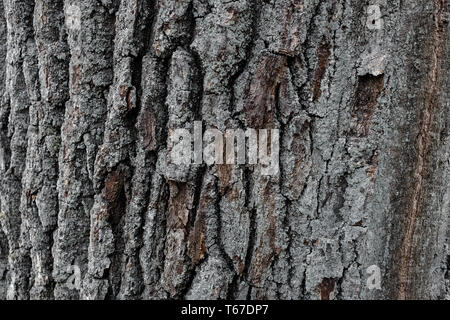 Tree bark texture. Wood background. You can create texture. Highly detailed tree bark texture. Seamless tree bark background. Brown tileable texture o Stock Photo
