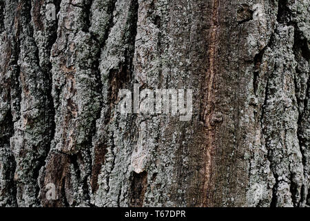 Tree bark texture. Wood background. You can create texture. Highly detailed tree bark texture. Seamless tree bark background. Brown tileable texture o Stock Photo