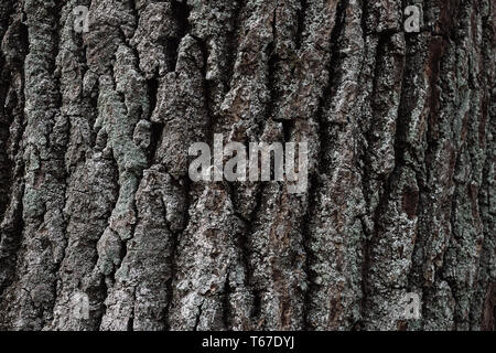 Tree bark texture. Wood background. You can create texture. Highly detailed tree bark texture. Seamless tree bark background. Brown tileable texture o Stock Photo