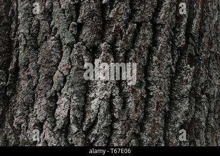 Tree bark texture. Wood background. You can create texture. Highly detailed tree bark texture. Seamless tree bark background. Brown tileable texture o Stock Photo
