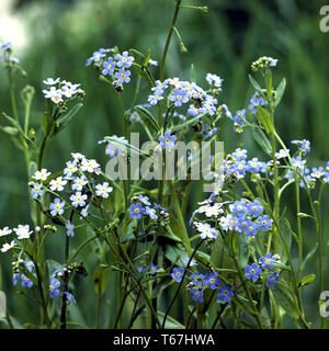 water forget-me-not, Myosotis scorpioides, Myosotis palustris Stock Photo