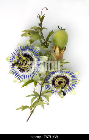 Passion Flower (Passiflora) Stock Photo