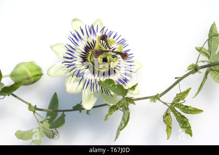 Passion Flower (Passiflora) Stock Photo