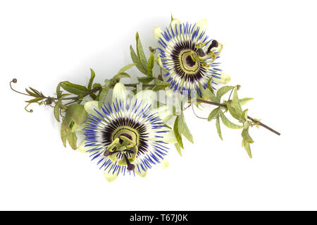 Passion Flower (Passiflora) Stock Photo