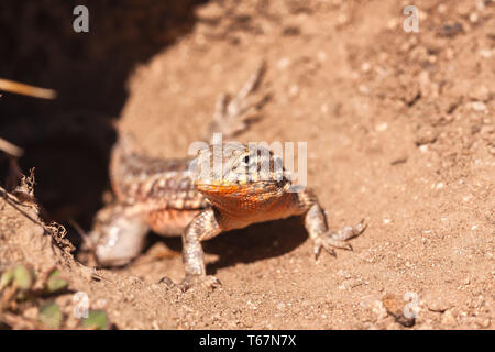 Common side-blotched lizard is sunbathing at its burrow, Antelope Valley California Poppy Reserve, California, United States. Stock Photo