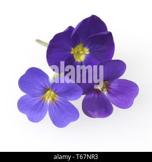 Llilacbush, purple rock cress, Rockcress blossoms Stock Photo
