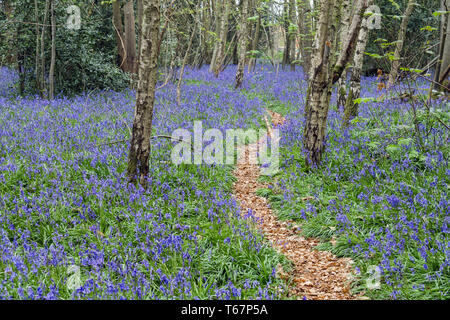 Leafy path through native English Bluebells growing in a deciduous Bluebell wood in spring. West Stoke, Chichester, West Sussex, England, UK, Britain