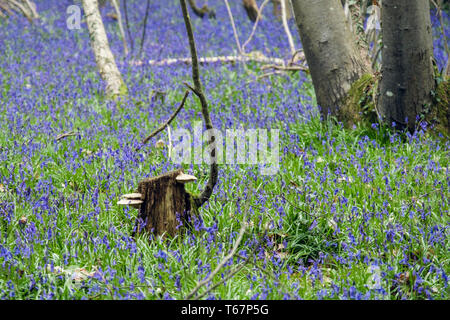 Bracket fungus on old tree stump with native English Bluebells growing in a Bluebell wood in spring. West Stoke, Chichester, West Sussex, England, UK