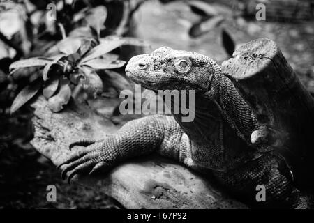A reptile in his natural habitat Stock Photo