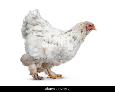 Splash colored Brahma hen, standing / walking side ways. Isolated on white background. Looking straight ahead. Stock Photo