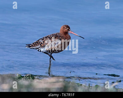Black-tailed godwit in breeding plumage standing at water edge Stock Photo