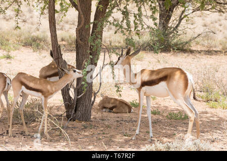 Springbok or Springbuck (Antidorcas marsupialis) calf and sub-adult browsing on camelthorn tree,  Kgalagadi Transfrontier Park, Kalahari, Northern Cap Stock Photo