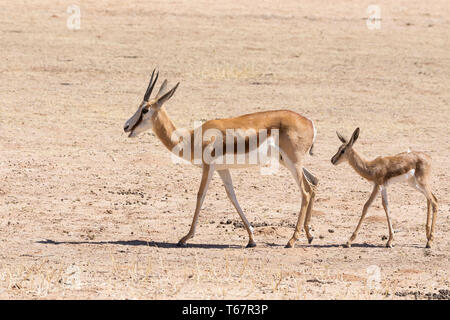 Springbok or Springbuck (Antidorcas marsupialis) a small South African antelope female and calf, Kgalagadi Transfrontier Park, Kalahari, Northern Cape Stock Photo