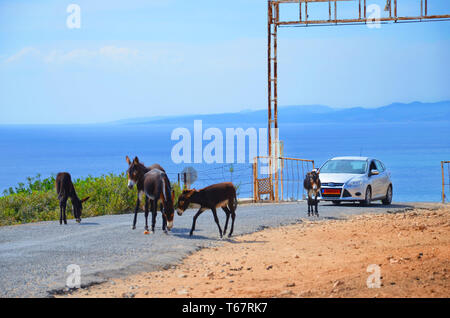 Karpaz Peninsula, Northern Cyprus - October 3rd 2018: Wild donkeys standing and eating on a countryside road. The animals are blocking the way of the car. Blue sea in the photo background. Stock Photo