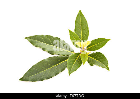 Fresh bay laurel leaves isolated on white background. Laurus nobilis Stock Photo
