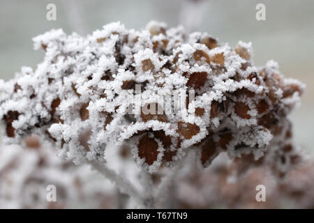 hydrangea flower Stock Photo