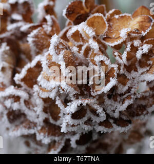 hydrangea flower Stock Photo