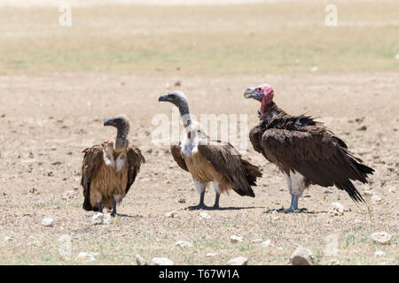 African White-backed vultures Gyps africanus) and Lappet-Faced Vulture  (Torgos tracheliotos) Kgalagadi Transfrontier Park, South Africa perched sand Stock Photo