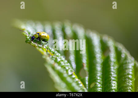 Macro photography of a spotted cucumber beetle feeding on an alder leaf. Captured at the Andean mountains of central Colombia. Stock Photo