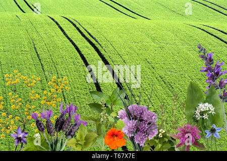 healing plants and edible wild herbs in the european alps Stock Photo